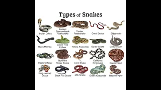 Diffrent types of Snakes . DR Binocs .
