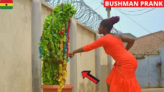 😂😂😂🎄SCATTER & LOUD SCREAMS! Hilarious Christmas Tree Bushman Prank 2.