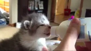 Cute Kitten Drinking Milk and Wiggles its Ears