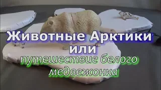 Животные Арктики или путешествие белого медвежонка. Видео для детей 4-9 лет.