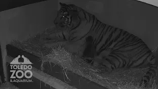 Toledo Zoo Announces Birth of Twin Amur Tigers