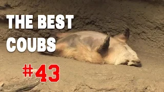 Best COUB #43 - HOT WEEKS VIDEOS