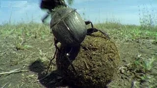 Kung Fu Dung Beetles | Operation Dung Beetle | BBC Earth
