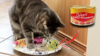 Cat vs Surströmming (The Smelliest Food in the World)