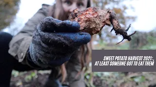 Sweet potato harvest of 2021...could be worse! | Uncommon Roots Homestead