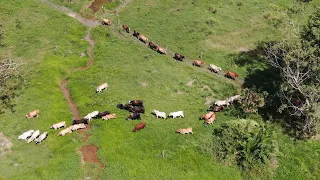 Asesorías Agropecuarias - Campo - Mundo del Campo