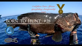 Big Mottled Grouper with Bonitos fish, Born To Hunt #28, #C4 #carbon