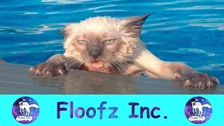 The Funniest Cats Reacting to Water!