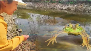 Giant frogs guard the Treasures of Nature. Jewelry, diamonds, gems, agate