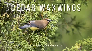 Cedar Waxwing (Bombycilla cedrorum) | 4 Fun Facts 😍