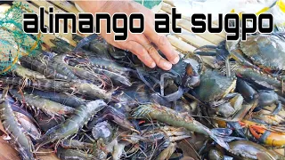 Part-2 Pandudukot ng Alimango at Pangangapa ng Sugpo | SHOUT OUT