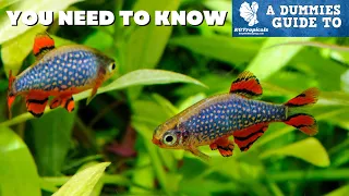 What You DON'T KNOW About Aquariums  A Dummies Guide
