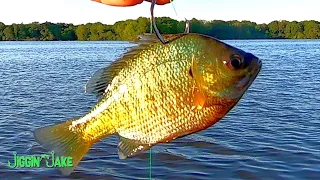 Using LIVE BLUEGILL Under a Float For Big FLATHEADS! (NEW PB)