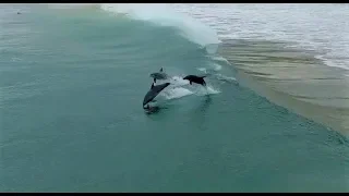 Dolphins surfing | 4k | AMAZING Drone Footage