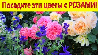 Посадите эти цветы с РОЗАМИ! Лучшие компаньоны роз в саду.