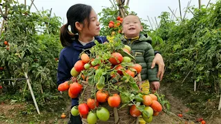 Single mother: I harvested 30kg of tomato and cleaned the garden with my father | Ly Thi Duyen