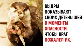 20 Фактов о Животных, от Которых вы Растаете от Умиления