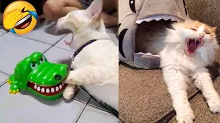 Try Not To Laugh 😍 Funniest Cats and Dogs Videos 😹🐶