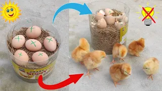 Sunlight chicken egg hatching // Sunlight incubator real egg hatching 100% result part 2