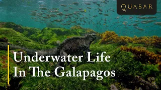 Underwater Life In The Galapagos: Marine Life & Galapagos Islands Fish