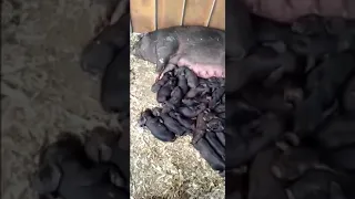 PIG GIVING BIRTH with 110 PIGLETS…
