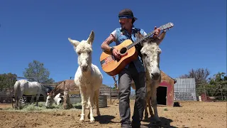 Hazel the Donkey has her own song Music For Animals Christopher Ameruoso