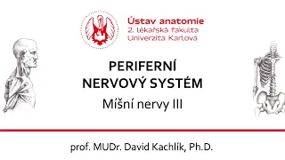 PNS - Míšní nervy 3