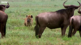 Hyena Vs Baby NewBorn Wildebeest