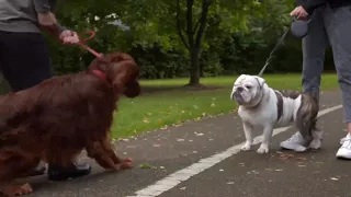Dogs Behaving (Very) Badly S02E10 - Irish Setter | Dog Training Tutorial