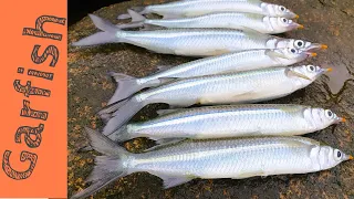 How To Catch Garfish - Burley, Bait & Rigs