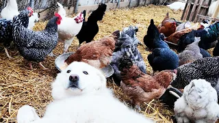 The Dog that Pretends to Be a Chicken
