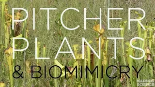 SUPER SLIPPERY! Pitcher Plant Biomimicry