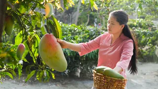 Amazing Harvest Super Big Mangoes   Cook Delicious Mangoes For Country Dishes