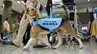 検疫探知犬が活躍中　成田空港