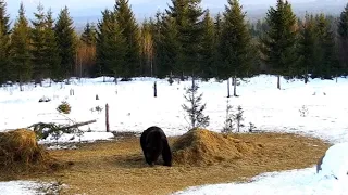 2019/02/08 - 754  Brown Bear Sighting on Bear Watching Transylvania