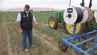 Onion Production in California