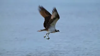 This Osprey Slams into the water and emerges with a small Fish #bird #birdofprey #osprey