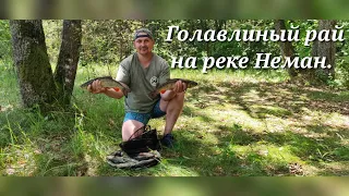 Голавлиный рай на реке Неман. Ловля на классическую полудонку!