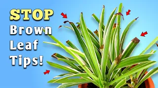 4 REASONS of Spider Plant Brown Leaf Tips Problem - Spider Plant Care