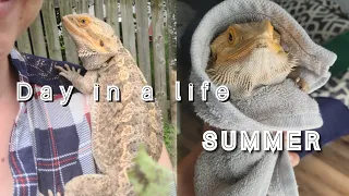 Day in a Life of a Bearded Dragon FIRST TIME Pet Owner || Summer Edition