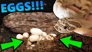 Our Rat Snake and Hognose Laid Eggs!!!