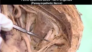 Pelvis & Perineum   3 or 3   Nerves of Pelvis & Perineum