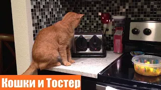 Кошки против тостера / Кошки пугаются тостеров / УГАРНЫЕ КОШКИ