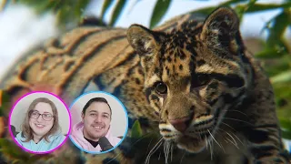 Casual Geographic - The Ridiculously Complicated World of Cats | Eli & Jaclyn REACTION