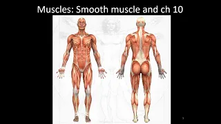 Bio 201 Anatomy and Physiology smooth muscle and ch10