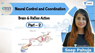 Neural Control and Coordination | Brain & Reflex Action | L2 | NEET 2022/23 | Seep Pahuja