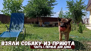 Мы взяли собаку из приюта / Первые 2 недели дома