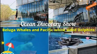 Ocean Discovery Show | Beluga Whales and Pacific white sided Dolphins | SeaWorld San Antonio | 4K