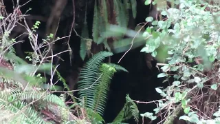 Pac West Bigfoot Sighting Hot Spot Sasquatch Investigation