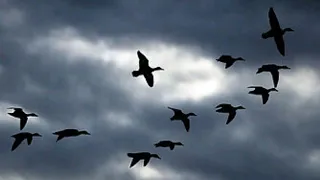 duck hunting in swat pakistan